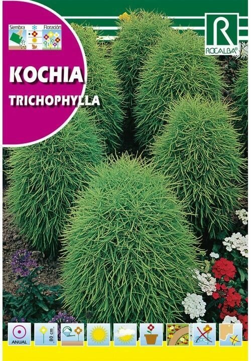 FLORES KOCHIA